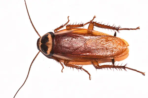 cockroach killing gel india