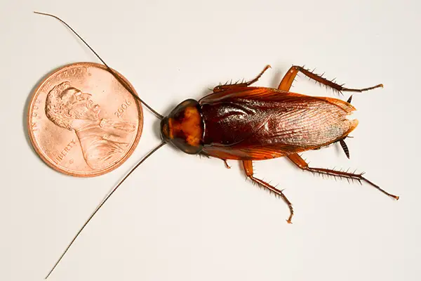 Beetle Cockroach