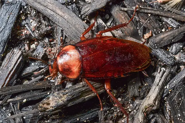 cockroaches pest control company near ahmedabad gujarat