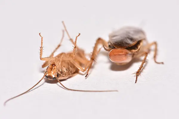 cockroach pest control services