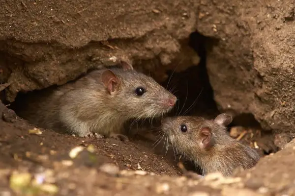 Rodent Pest Control Services near ahmedabad