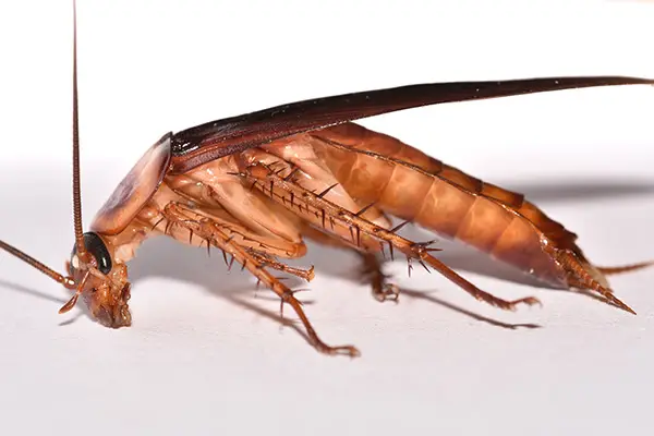 pest control for cockroaches