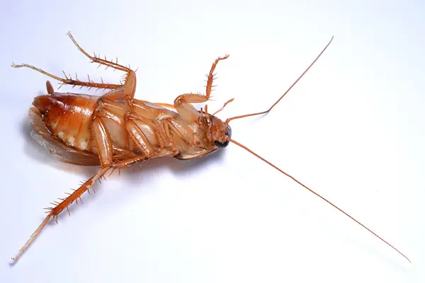 cockroach pest control near me