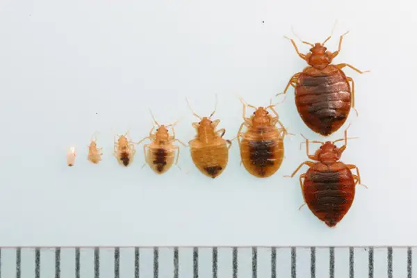bedbugs medicine and bedbugs treatment