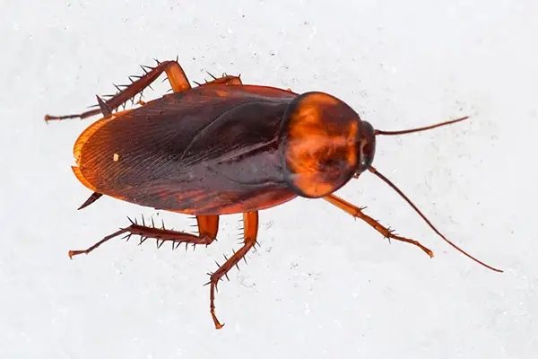cockroach pest control agency