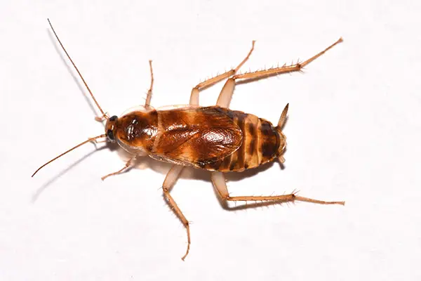 cockroach pest control companies