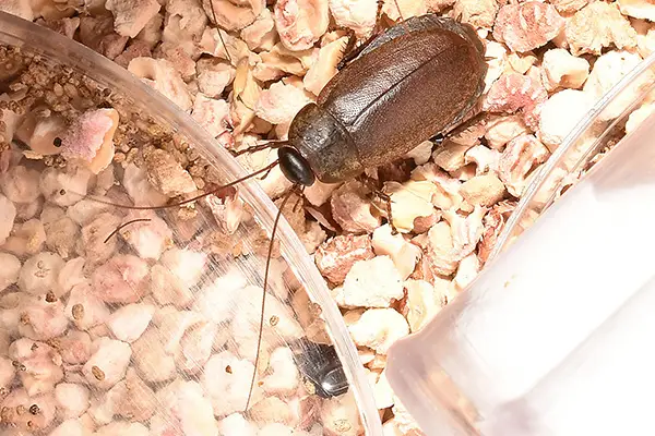 best cockroach pest control
