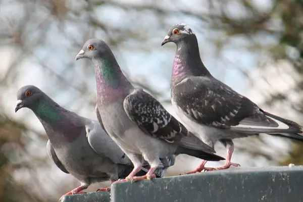pigeon netting for balconies
