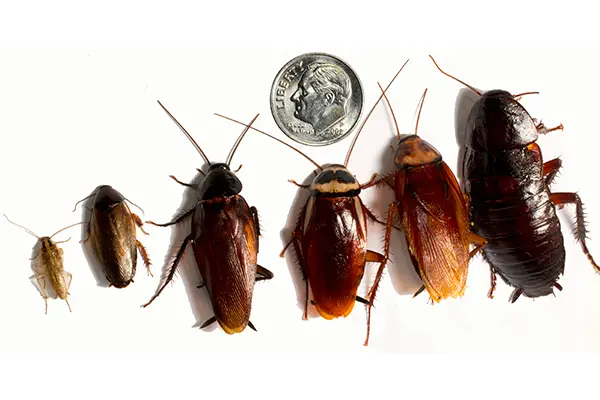 cockroach pest control services india