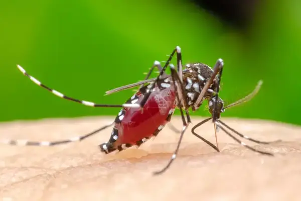 dengue-chikungunya-treatment