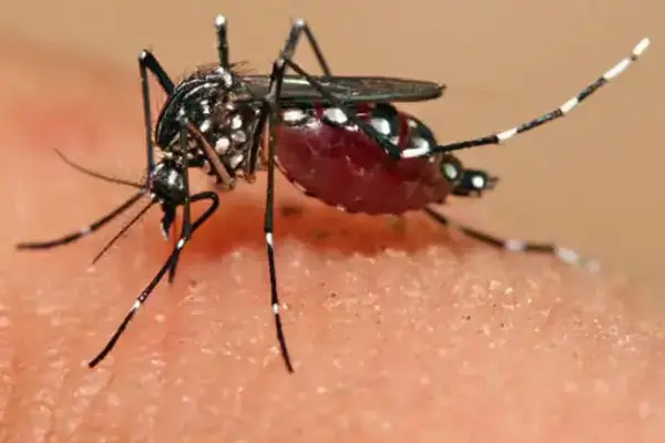 dengue-chikungunya