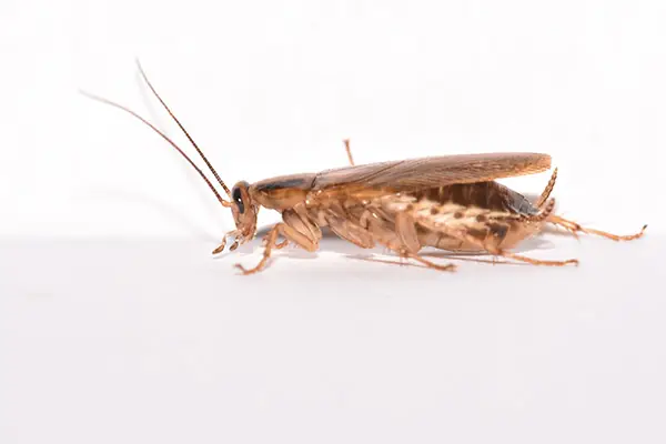 cockroach pest control services india