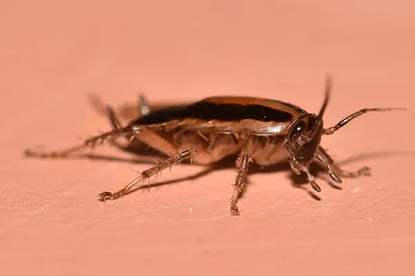 cockroach pest control company