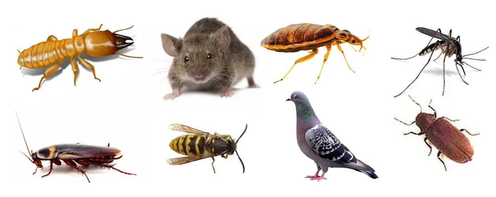 pest control consultancy service provider from ahmedabad