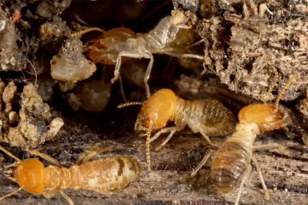 chemicals used for termite control