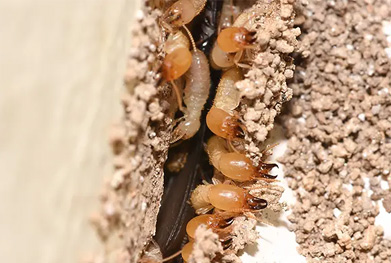 termite pest control services near me