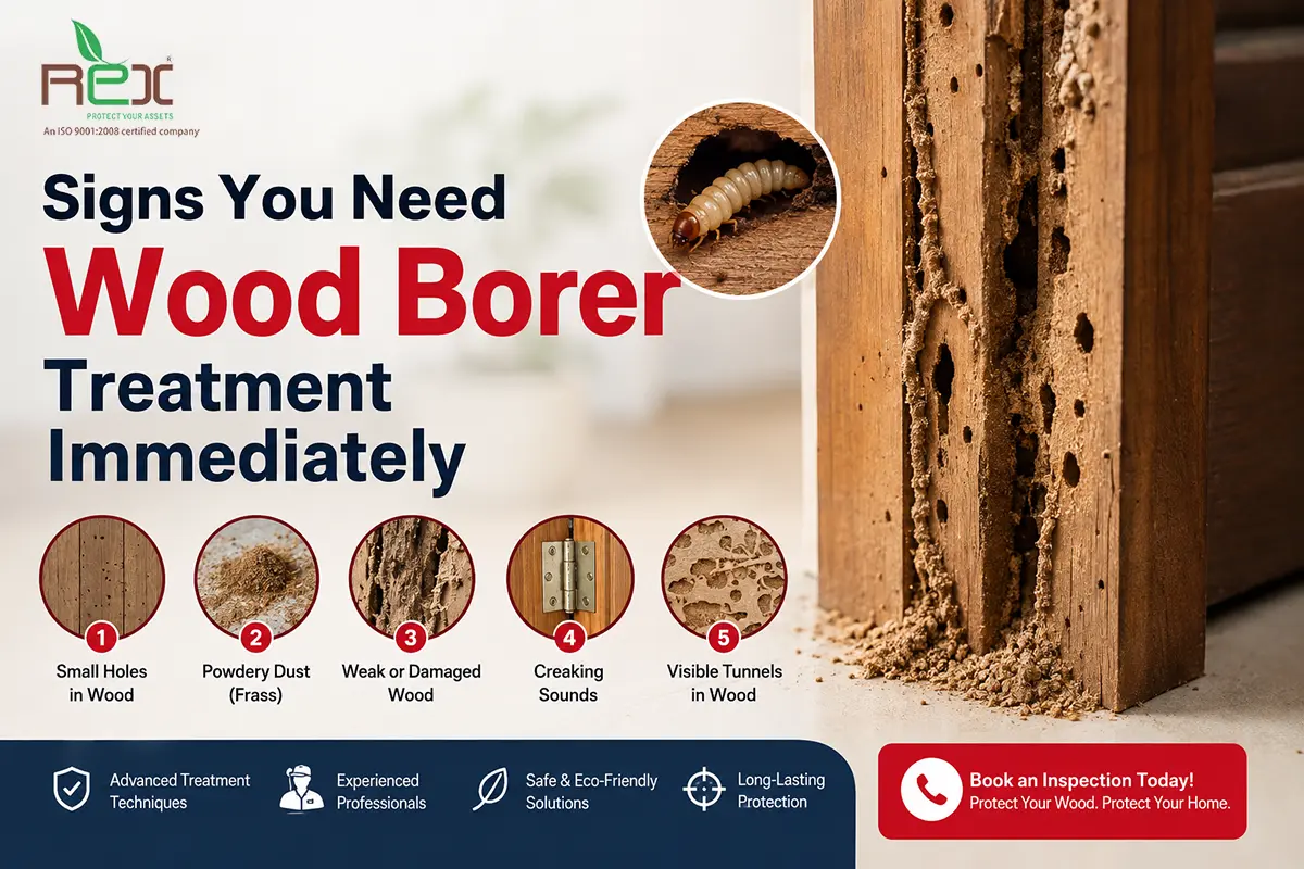 Signs You Need Wood Borer Treatment Immediately